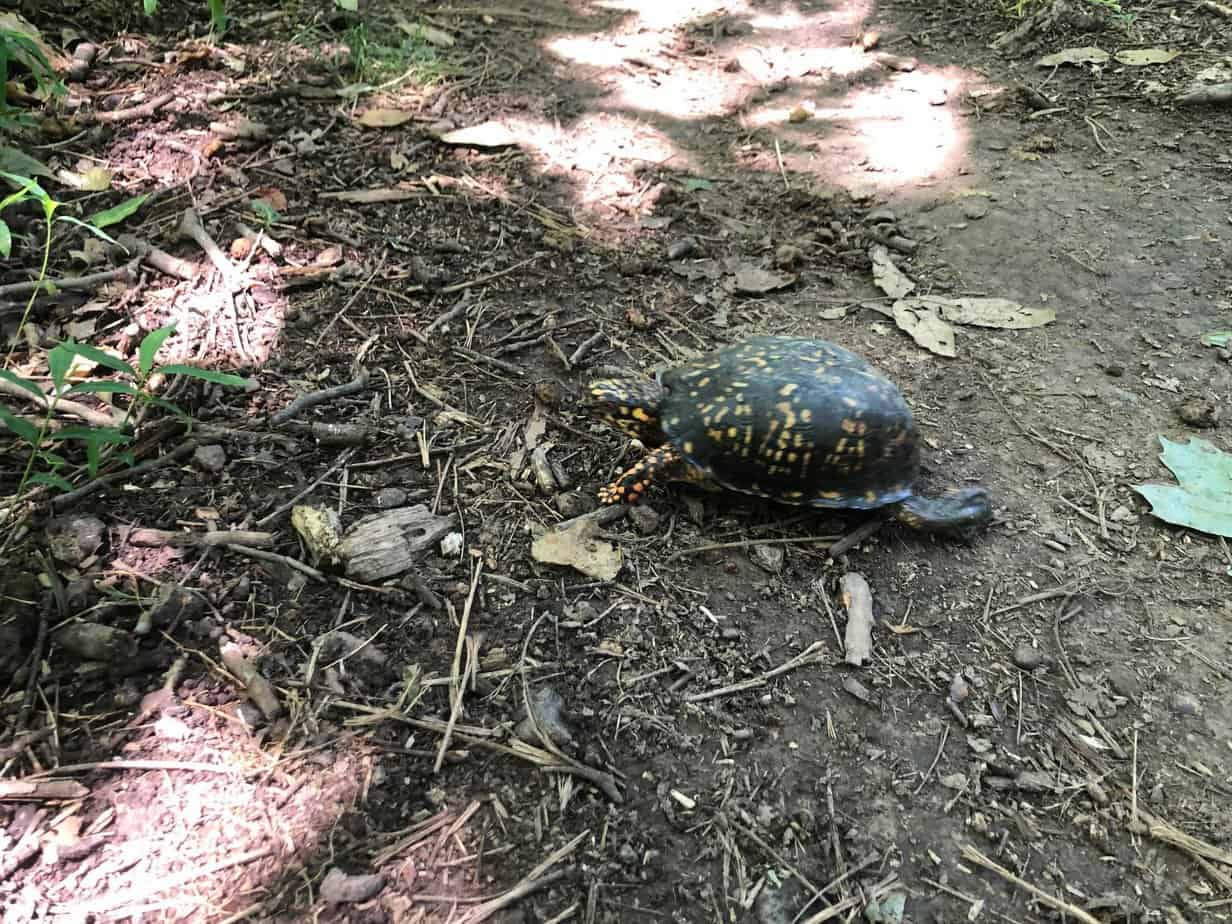 Turtle on Mountain Bike trail