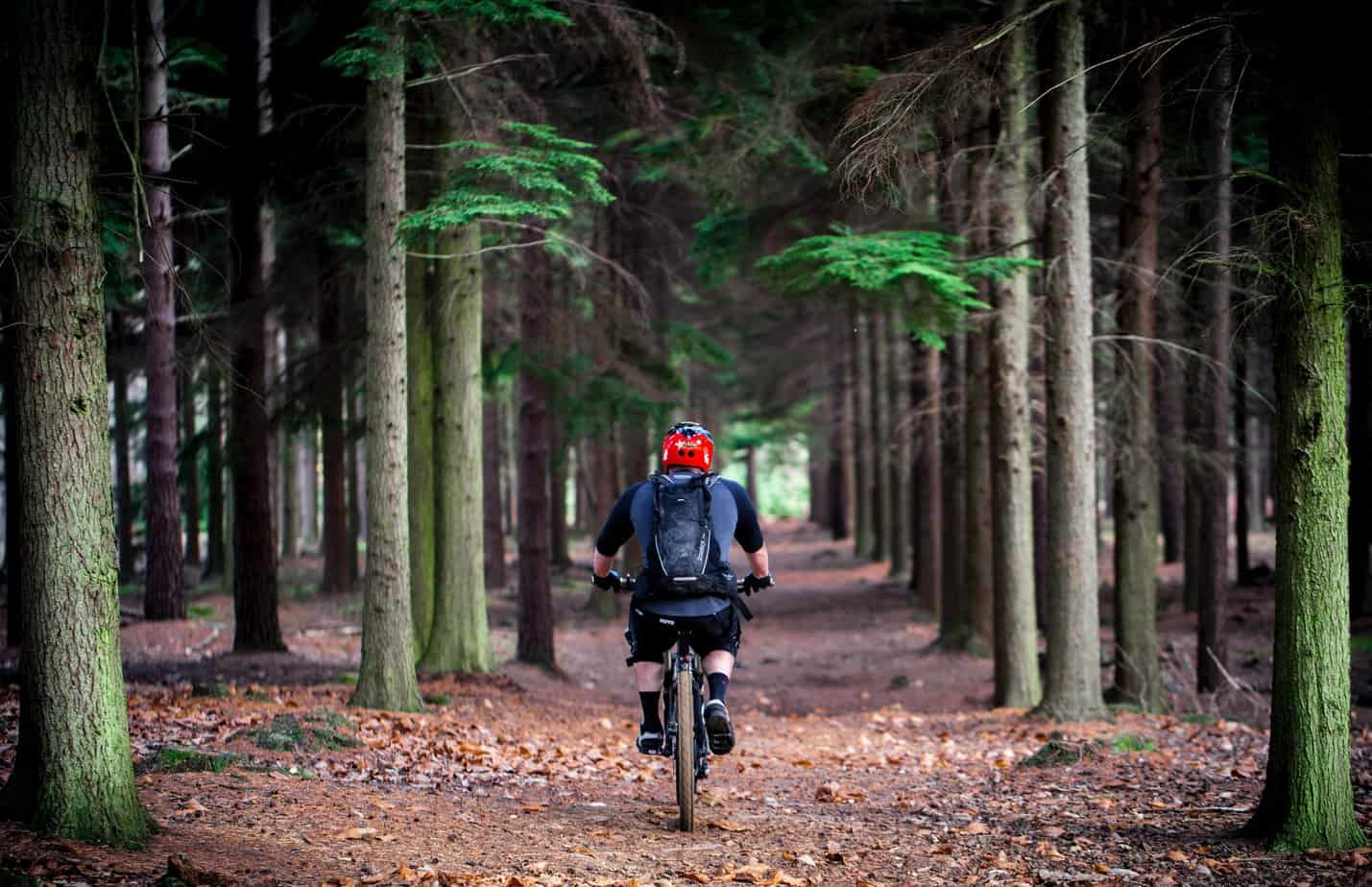 Mountain Biker surrounded by trees.