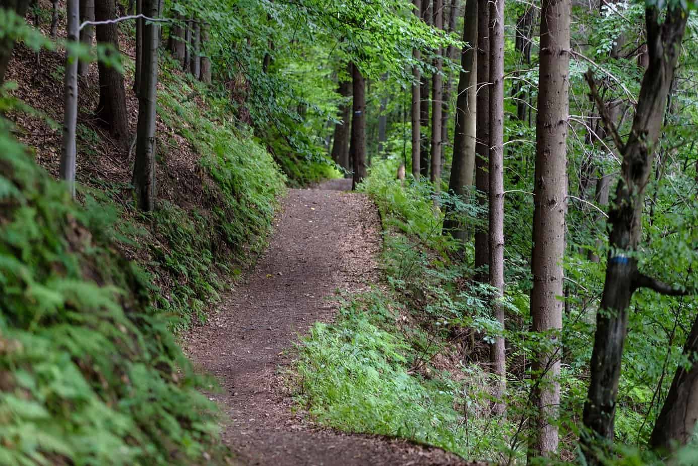 Soft Mountain Bike Trail